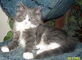 Sibirische Katzen Bitja von der Gronau * An der Gronau 7 * 25479 Ellerau * Tel./Fax: 04106 71661