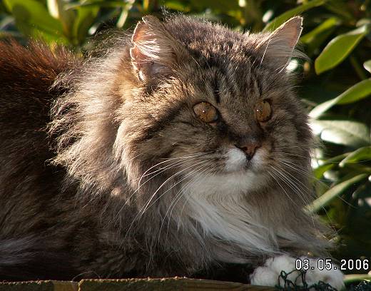 Sibirische Katzen Bogislaw iz Taiga Sibir