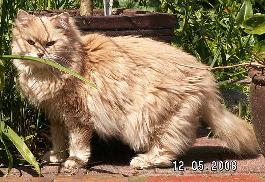 Sibirische Katzen Felis Sibirica´s Bonita