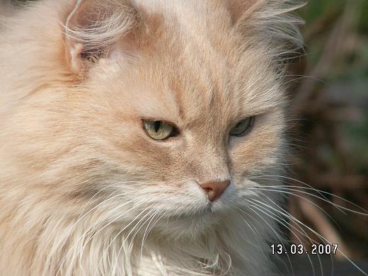 Sibirische Katzen Felis Sibirica´s Bonita