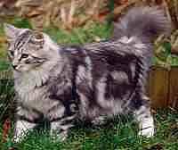 Katze classic tabby