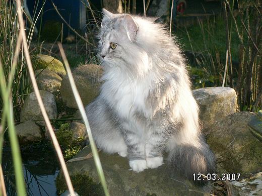 Sibirische Katze Darinja-Lima von der Gronau