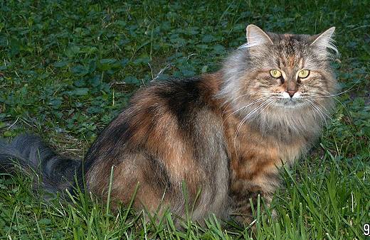 Sibirische Katze Spirit of New Heaven´s Elisha