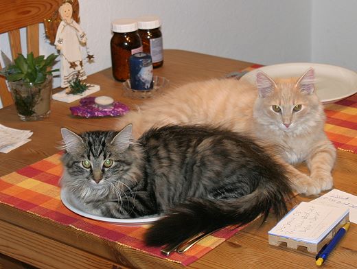 Sibirische Katze Birka und Barsoj von der Gronau