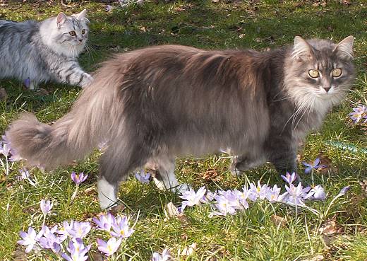 Sibirische Katzen Fedor von der Gronau