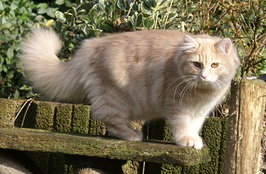 Sibirische Katze Floris-Yanfa von der Gronau