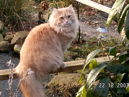 Sibirische Katze Floris-Yanfa von der Gronau