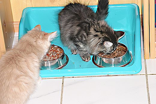 Sibirische Katzen Birka und Borsoi von der Gronau