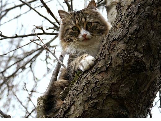 Sibirische Katzen Griseldis von der Gronau