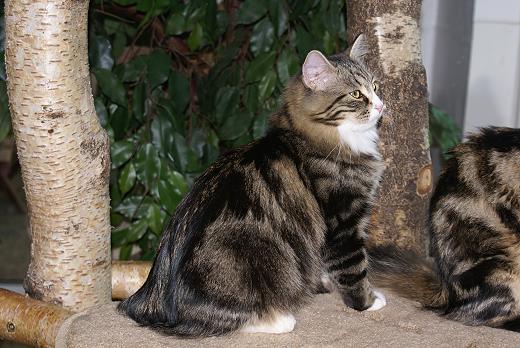 Sibirische Katzen Griseldis von der Gronau