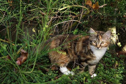 Sibirische Katze Gwenja von der Gronau