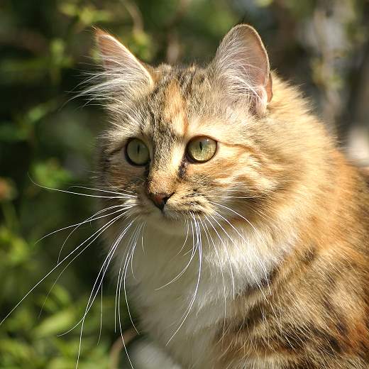 Sibirische Katze Gwenja von der Gronau