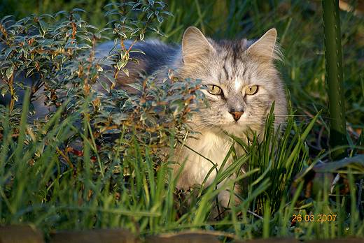 Sibirische Katze Felis Sibirica´s Heartbreaker Humphrey
