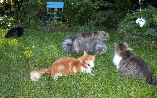 Sibirische Katzen von der Gronau