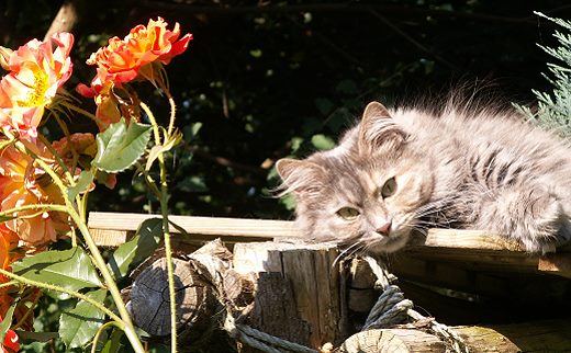 Sibirische Katzen von der Gronau