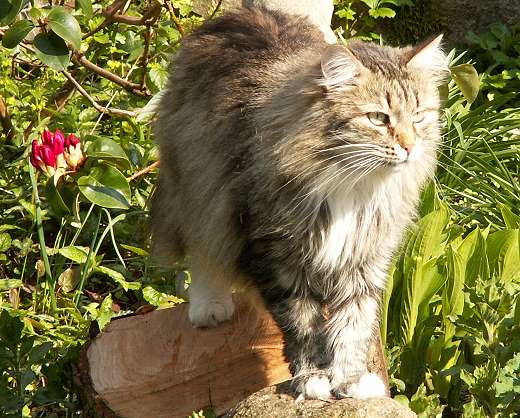 Sibirische Katze Jekaterina von der Gronau