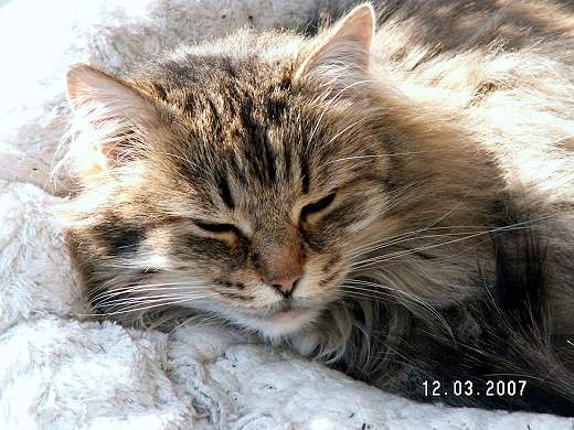 Sibirische Katze Jekaterina von der Gronau