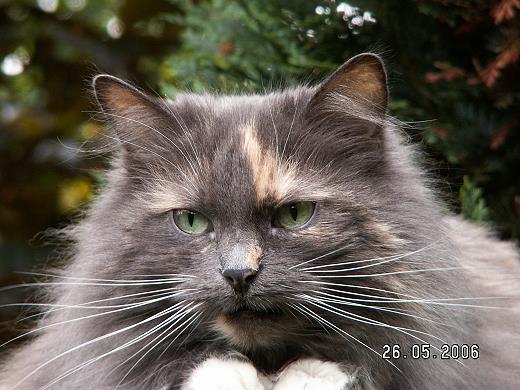 Sibirische Katze Mitra von der Gronau