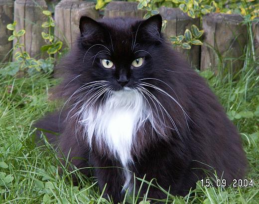 Sibirische katze Natascha vom Schloßpavillon