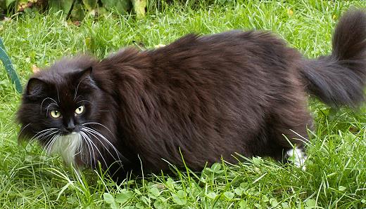 Sibirische Katze Natascha vom Schloßpavillon