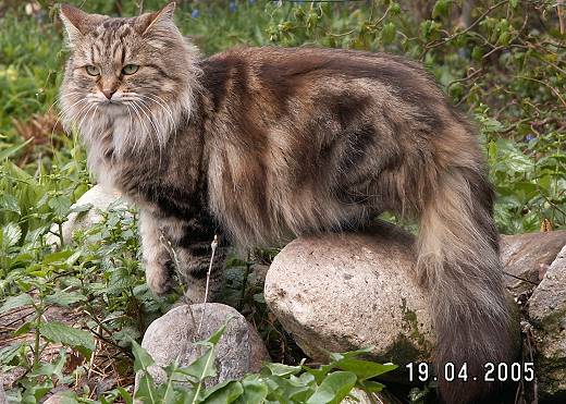 Sibirische Katze Petrouschka von Mufasa