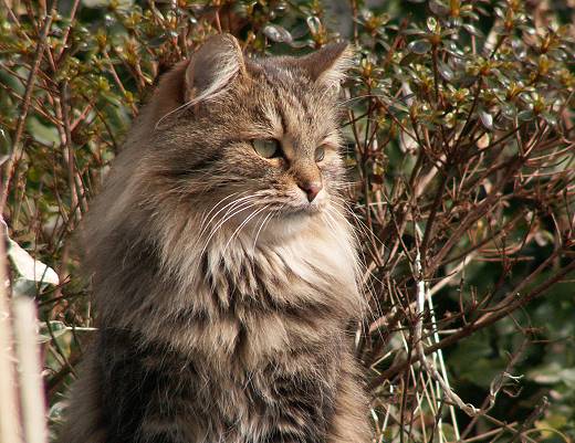 Sibirische Katze Petrouschka von Mufasa