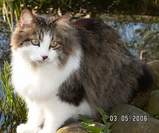 Sibirische Katze Rasputin von der Gronau