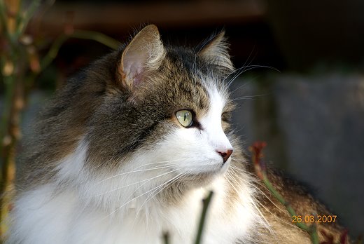 Sibirische Katze Rasputin von der Gronau