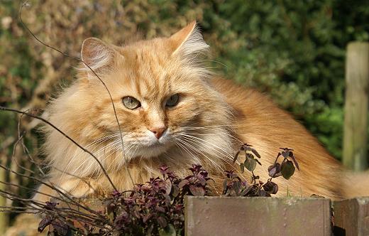 Sibirische Katze Sandokhan von der Gronau