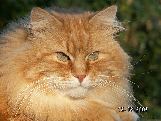 Sibirische Katze Sandokhan von der Gronau