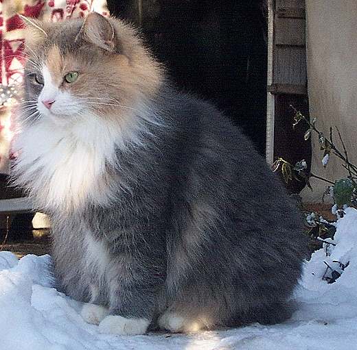 Sibirische Katze Tatjuschka von der Gronau