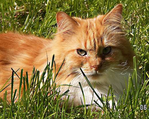 Sibirische Katze Una von der Gronau