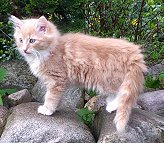 Xandor von der Gronau Sibirische Katze
