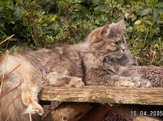 Sibirische Katze Yanisha von der Gronau