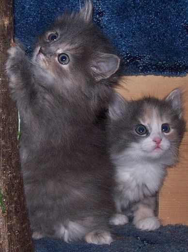 Sibirische Katzen Yanisha und Yasmina von der Gronau