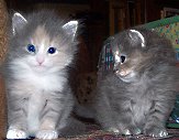 Yasmina und Yanischa von der Gronau Sibirische Katzen