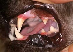 Gingivitis bei einer Katze