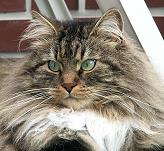 Zyrian von der gronau Sibirische Katze