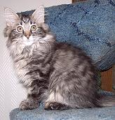 Sibirische Katzen Birka von der Gronau * An der Gronau 7 * 25479 Ellerau * Tel./Fax: 04106 71661