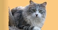 Sibirische Katzen von der Gronau - Schmusektzen fr Schmusemenschen