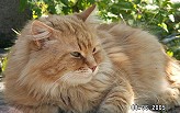 Sibirische Katzen Sandokhan von der Gronau * An der Gronau 7 * 25479 Ellerau * Tel./Fax: 04106 71661